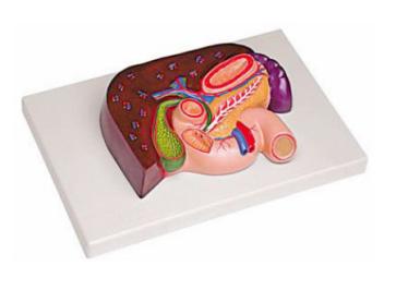 肝、胰、脾、十二指腸、胃模型